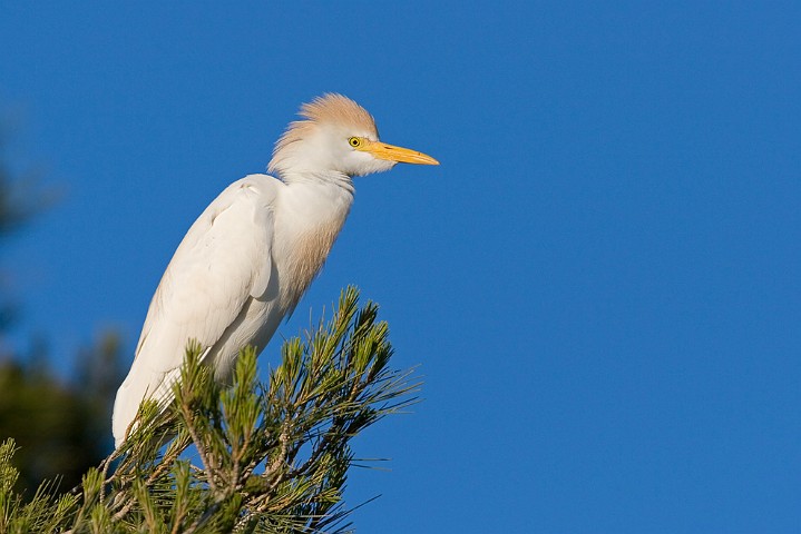 Kuhreiher Bubulcus ibis Cattle Egret